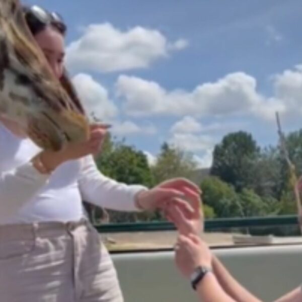 Une girafe s'invite à une demande en mariage et sépare les amoureux ; la suite dégénère (vidéo)