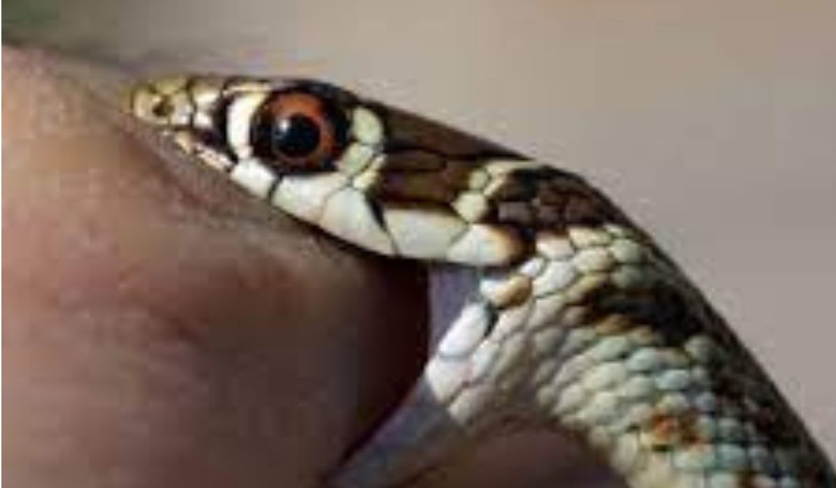 Vengeance d'une enfant de 2 ans un serpent la mord, elle le mord