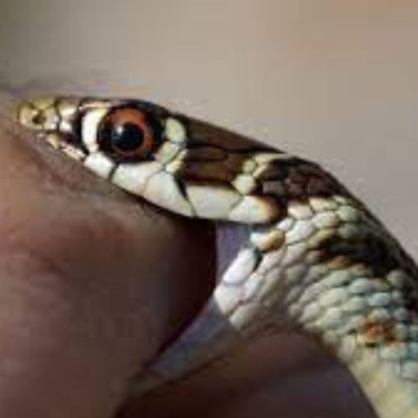 Vengeance d'une enfant de 2 ans un serpent la mord, elle le mord