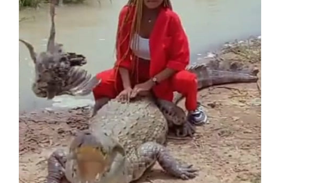 vidéo jeune femme crocodile