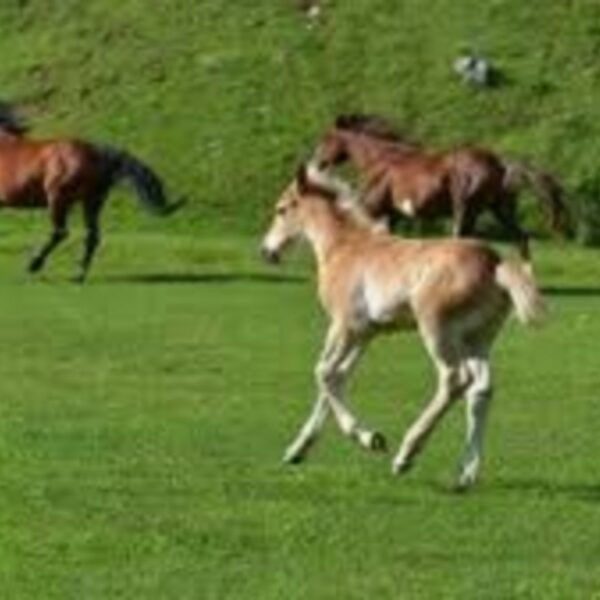 Belgique-une-femme-a-moitie-nue-violemment-percutee-par-un-cheval-de-la-police-video-300x168