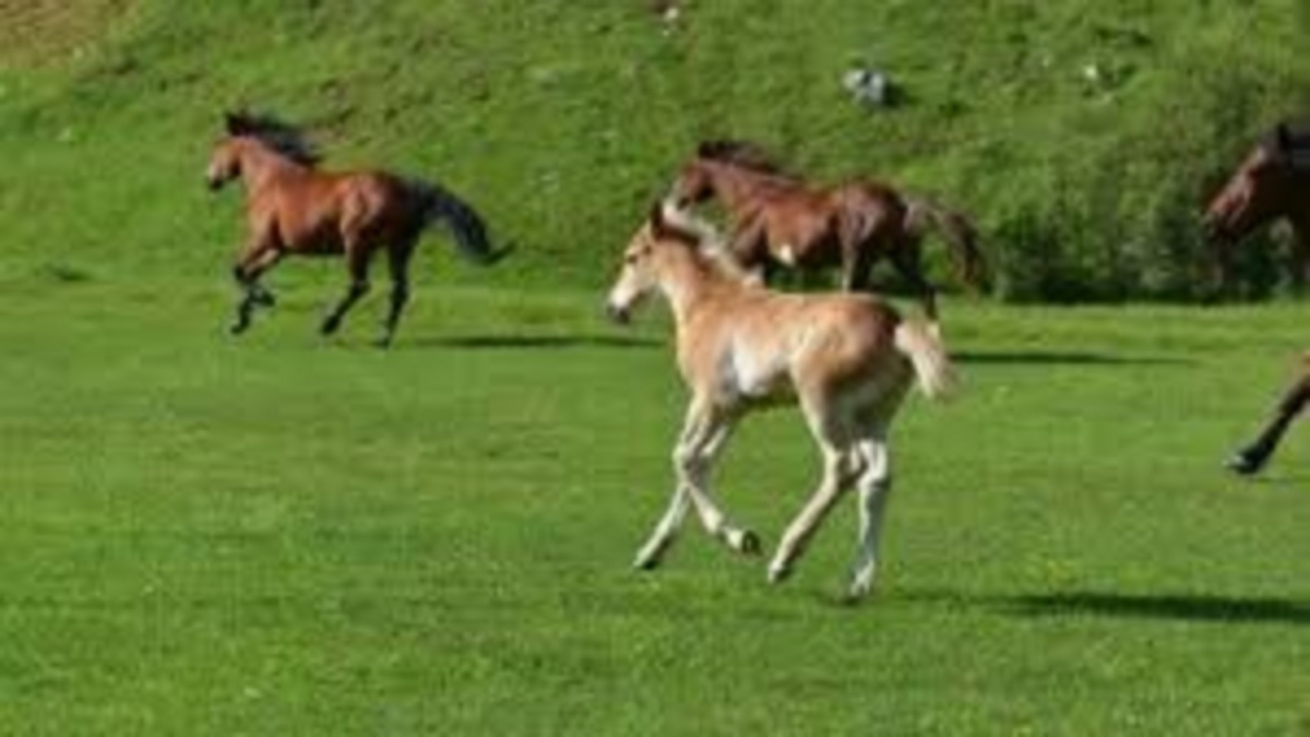 Belgique-une-femme-a-moitie-nue-violemment-percutee-par-un-cheval-de-la-police-video-300x168