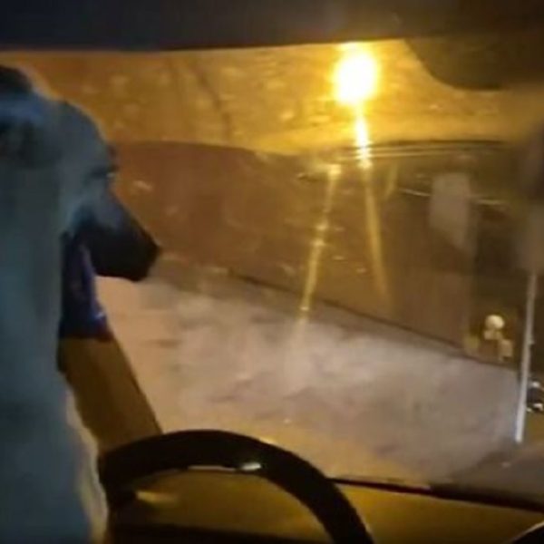 Un homme arrêté après avoir laissé son chien conduire sa voiture dans les rues de Jérusalem (vidéo)