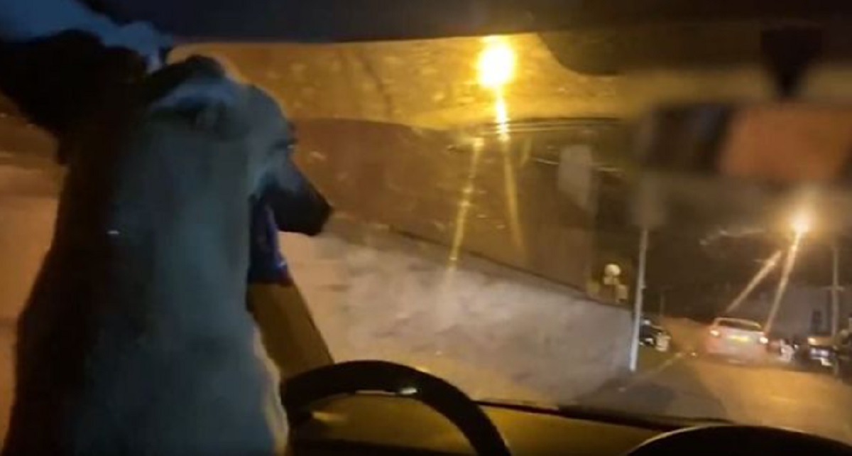 Un homme arrêté après avoir laissé son chien conduire sa voiture dans les rues de Jérusalem (vidéo)