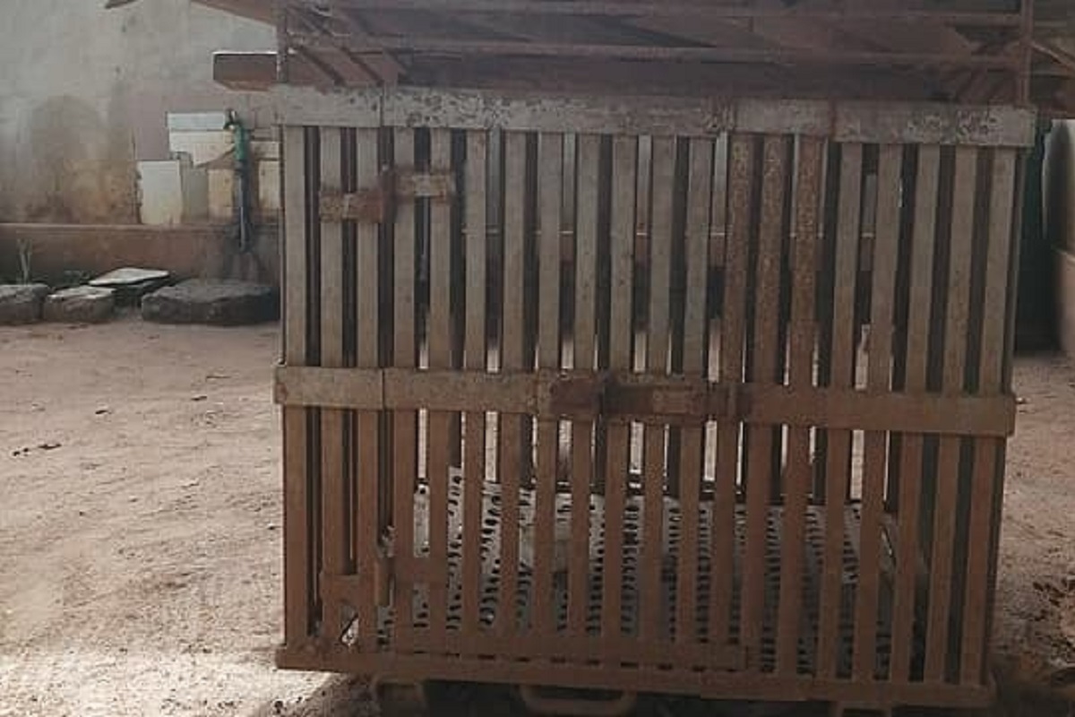 un enfant dans une cage de chien