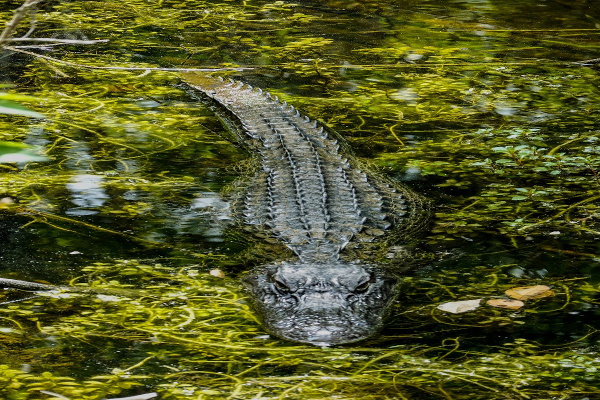 homme attaqué par alligator