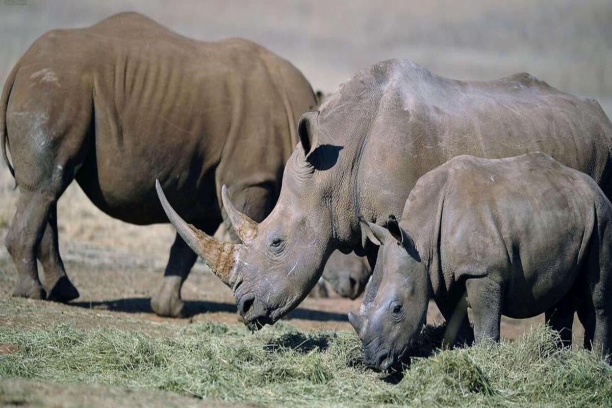 Afrique du Sud : La plus grande ferme de rhinocéros du monde mise aux enchères pour cette étrange raison