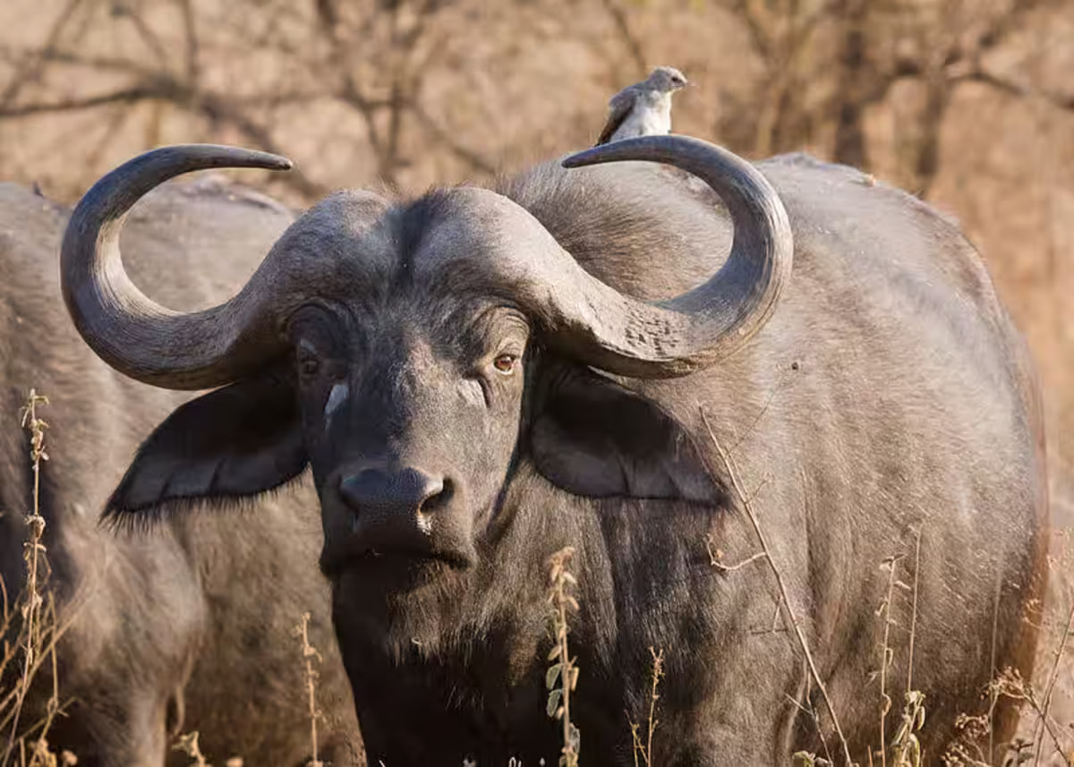 Un Américain tué par un buffle dans ce pays africain