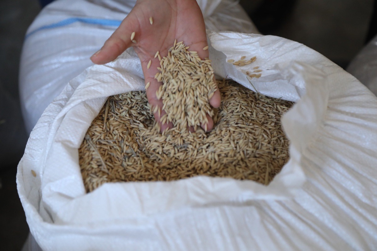 Ce pays d'Afrique du Nord augmente sa production de céréales et réduit ses importations