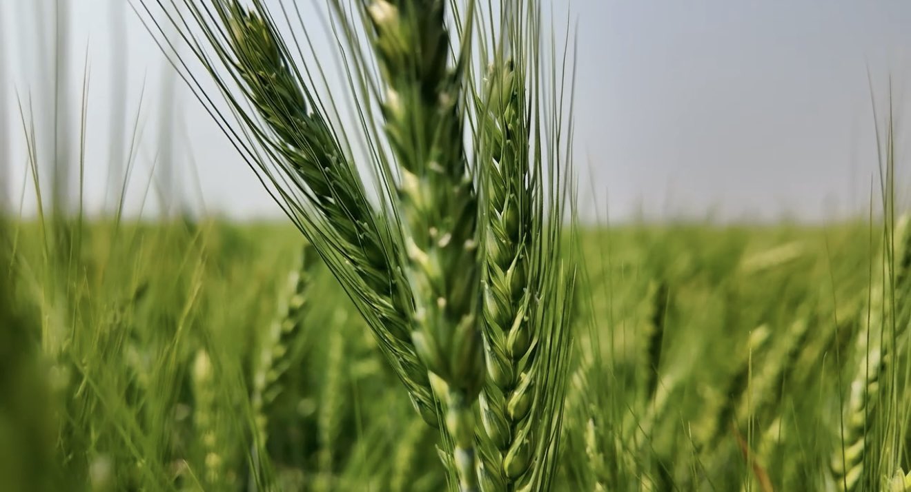 Prix alimentaires mondiaux en léger repli sur un mois, selon la FAO