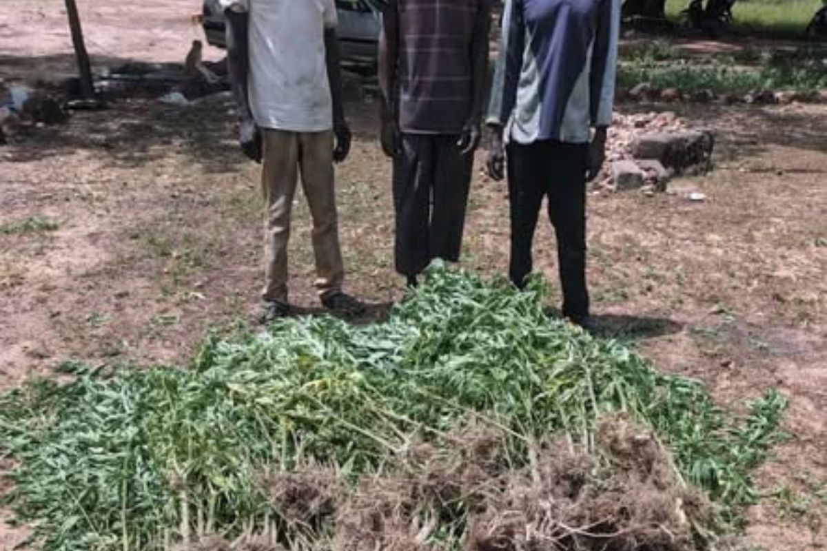 Trafic de chanvre indien la Gendarmerie Nationale du Burkina Faso démantèle un réseau de cultivateurs Credit Photo : DR